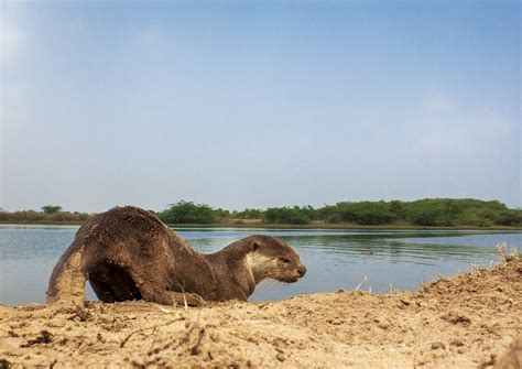 Smooth coated Otter — International Otter Survival Fund