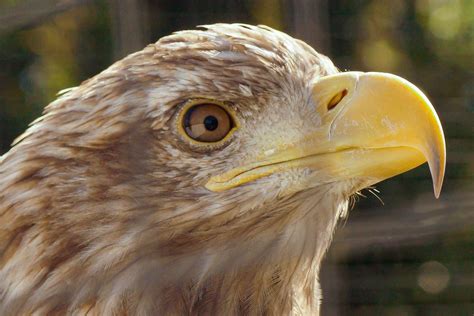 Bald Eagle By Roelof De Haan On Youpic