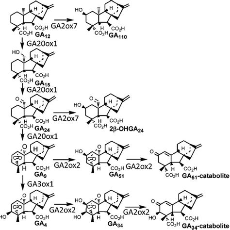 Biosynthetic Pathway From Ga To Ga And B Hydroxy Catabolites