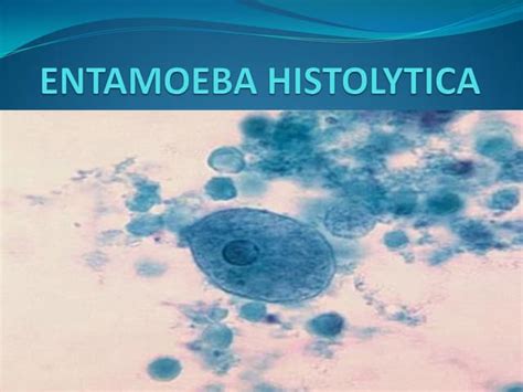 Entamoeba Histolytica Under Microscope