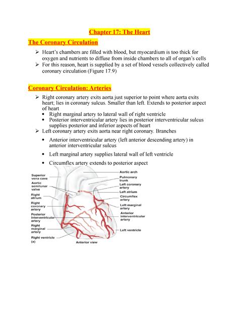 Chapter 17 The Heart Two Chapter 17 The Heart The Coronary