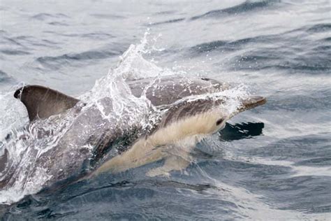 Short-beaked Common Dolphin (Delphinus delphis)