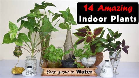 14 Amazing Indoor Plants That Grow In Water Youtube