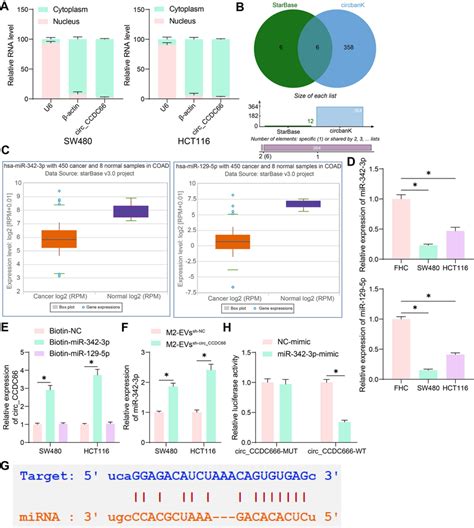 Interaction Between Circ Ccdc And Mir P Is Identified In Crc A