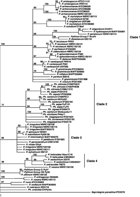 Phylogenetic Analysis Of Pythium And Phytophthora Isolates Based