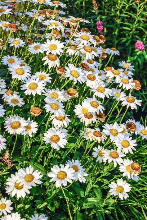 Leucanthemum X Superbum Snow Lady Shasta Daisy Garden Center Marketing