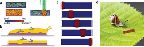 Light Powered Robotic Snails Advanced Science News