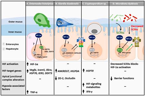 Entamoeba Histolytica Life Cycle Animation