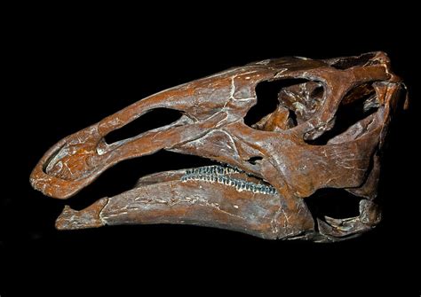 Edmontosaurus Skull Photograph By Millard H Sharp