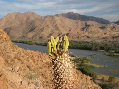 Caudiciform Pachypodium Namaquanum