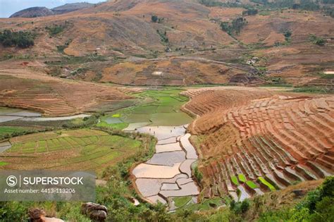 View Of Rice Terraces In Madagascar Superstock