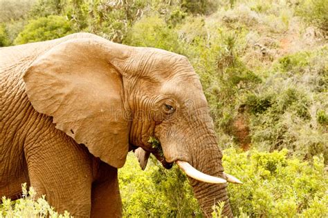 Close Up Of A Bush Elephant Standing And Eating Stock Photo Image Of