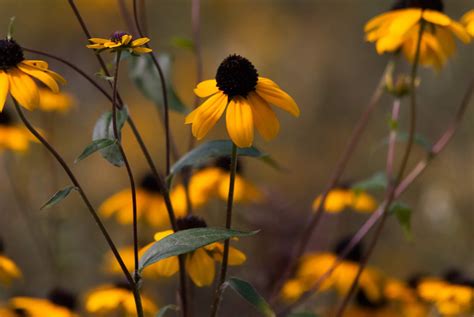 Yellow Coneflowers