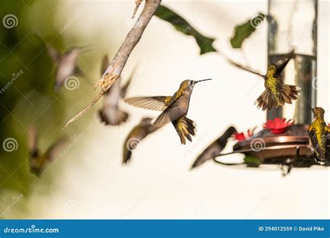 Migrating Hummingbirds Aggressively Swarm The Feeder In South Texas