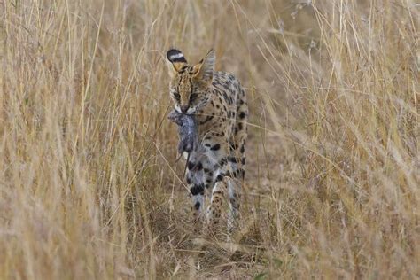 Serval Cat - Speed, Habitat & Diet of Africa’s Wildest Cat