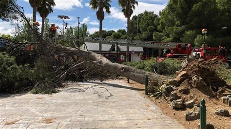 Un Rbol De Grandes Dimensiones Se Desploma En Los Pinares De Venecia