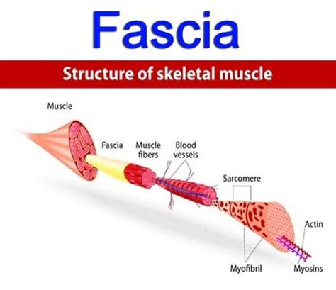 Myofascial Pain Altrincham Physiotherapy Ltd