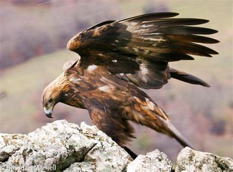 Golden Eagles Of The Carpathians Eagles Beautiful Birds Golden Eagle