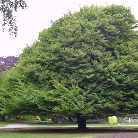 Fiederblatt Buche Fagus sylvatica Laciniata grün