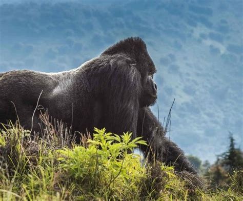 What To Do In Rushaga After Gorilla Habituation Bwindi Gorilla Park