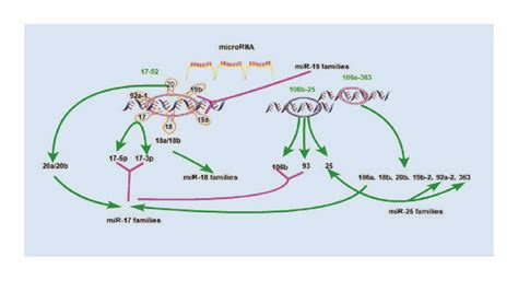 Structure Of The MiR 17 92 Polycistronic Gene Some MiRNA Genes Are