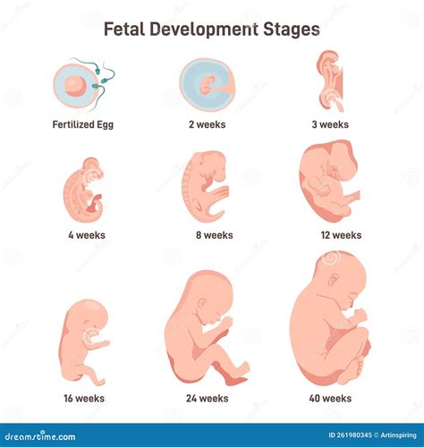 Fasen Van De Foetale Ontwikkeling Van Bevruchte Eicellen Tot Weken