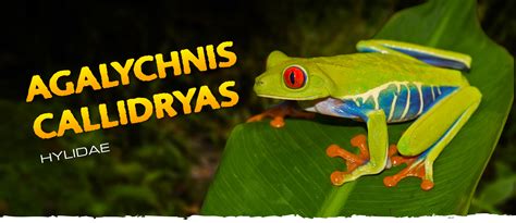 Red Eyed Tree Frog Predators