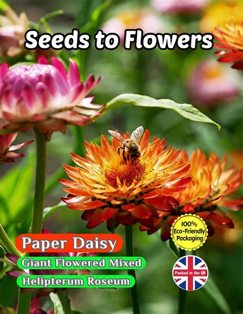 Helipterum Roseum Paper Daisy Giant Flowered Mixed 800 High Quality
