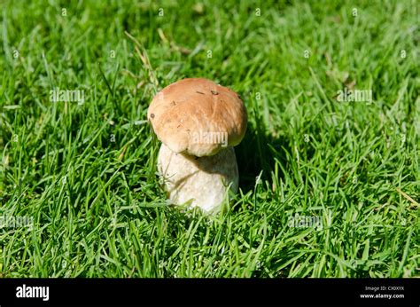 edible mushroom is in a grass Stock Photo - Alamy