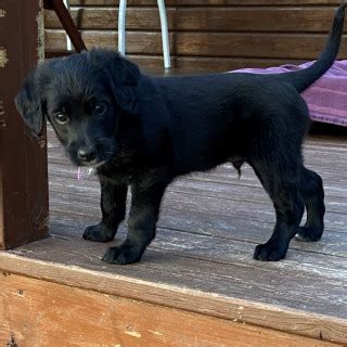 7 månader gammal Blandras terrier pudel labrador säljs av Sonja från