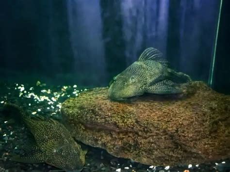 Sailfin Pleco Care Guide & Species Profile | Fishkeeping World