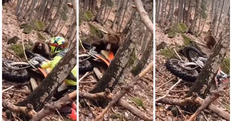 Video Oso ataca a motociclista Publimetro México