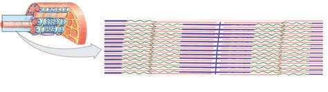 Sarcomere Structure Diagram Quizlet