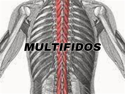 Mult Fidos Anatomia Del Cuerpo Humano