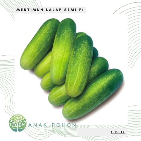 Jual Benih Bibit Biji Mentimun Lalap SEMI F1 Hibrida Seeds Panen