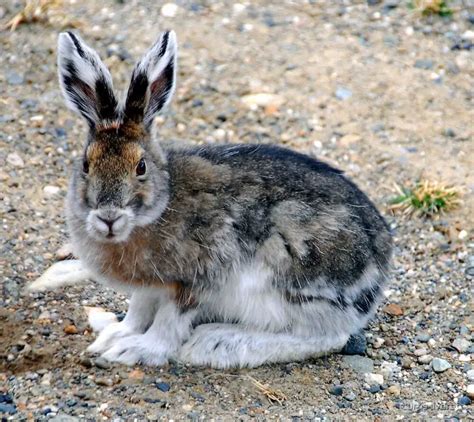 Alaska Rabbit Care Sheet Here Bunny