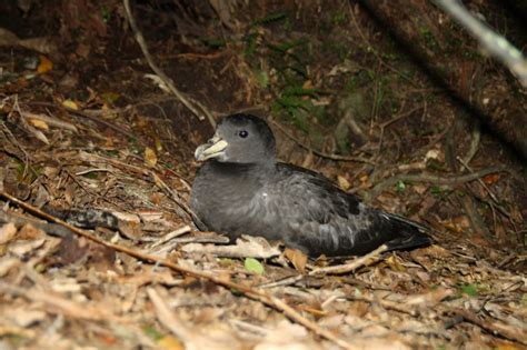 A Petrels Day At Sea Te Papas Blog