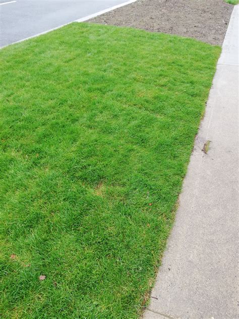 Grass Seeds On The Verges • Mount Merrion Residents Association