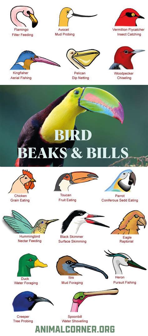 Bird Beaks & Bills Facts And Info | Bird beaks, Beak, Bird beaks activity