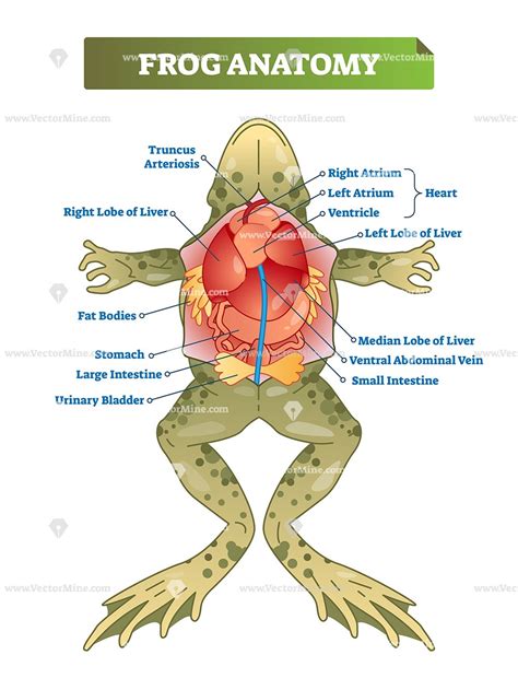 Frog Anatomy Diagram Labeled