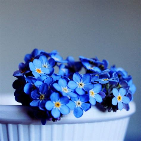 Blue Flower Wallpaper Aesthetic Flower