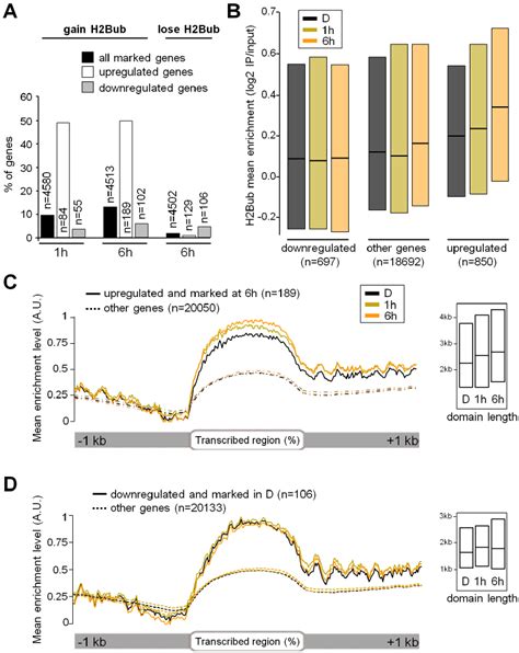 Light Induced Upregulation Associates With H Bub Enrichment Over