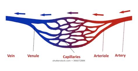 Cardiovascular System Blood Vessels Flashcards Quizlet