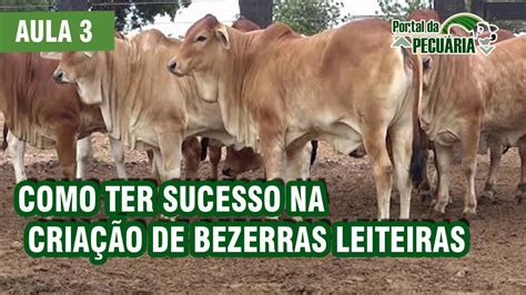 Como Ter Sucesso Na Cria O De Bezerras Leiteiras Parte Youtube