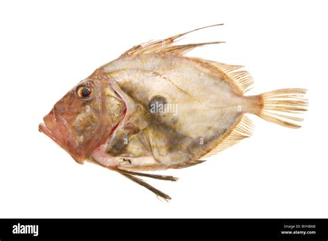 Fresh John Dory Fish Hi Res Stock Photography And Images Alamy