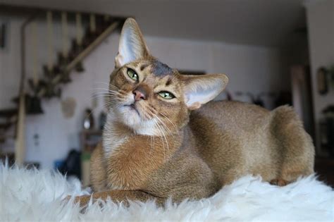 Small Exotic Cat Breeds That Are Legal To Keep As Pets With Info