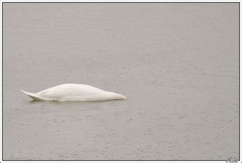 Cygne Tubercul Photos En Errance