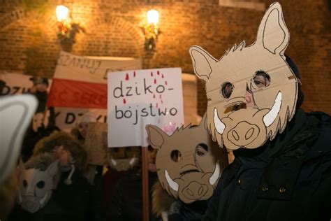 Dziki protest w obronie dzików w Krakowie Dzik czuje tak jak kot