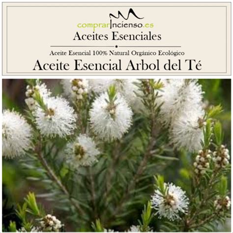 Aceite Esencial Puro Bio Ecol Gico Rbol De T Melaleuca