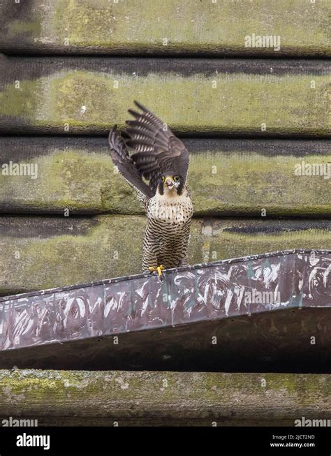 Peregrine Falcon Captured On Canon R Hi Res Stock Photography And